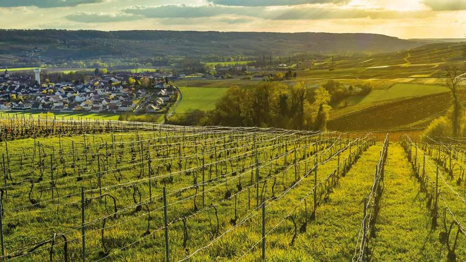 Paysage agricole de l'Aube
